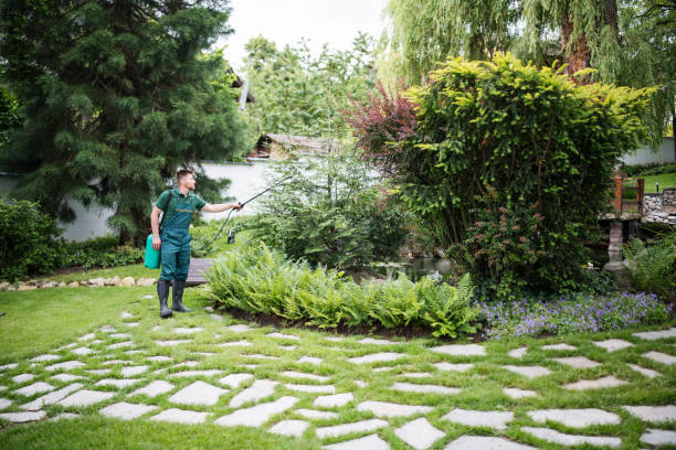 Best Local Pest Control Services  in Jersey Village, TX