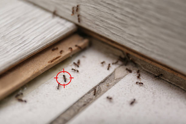 Professional Pest Control in Jersey Village, TX