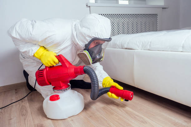 Best Flea Control Services  in Jersey Village, TX