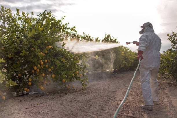 Best Affordable Pest Control Services  in Jersey Village, TX