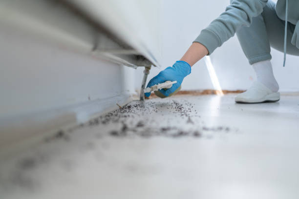 Best Affordable Pest Control Services  in Jersey Village, TX